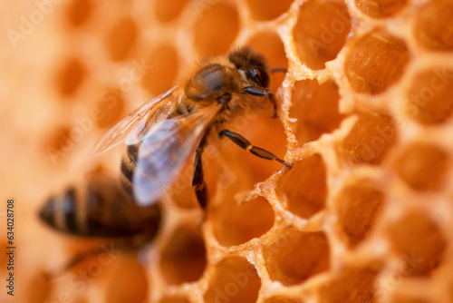  working bees working on beautiful  natural honeycombs in hive. macro © anakondasp