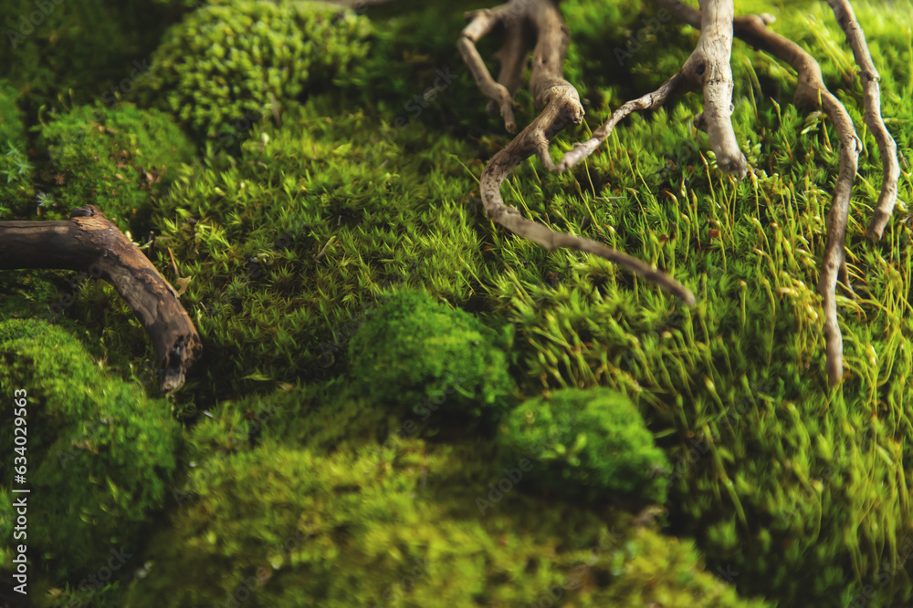 Natural green moss and crooked snags close-up.