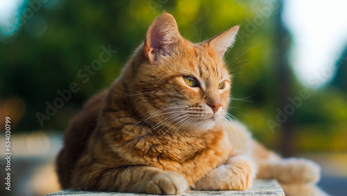 Portrait de Creespy le chat roux, posant sur une clôture  © Anthony