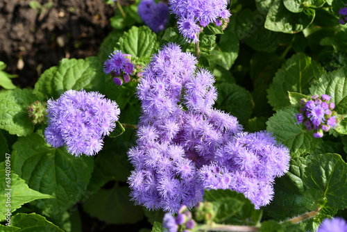 Purple flowers in the summer garden. Bush Ageratum conyzoides. Small ageratum flowers.