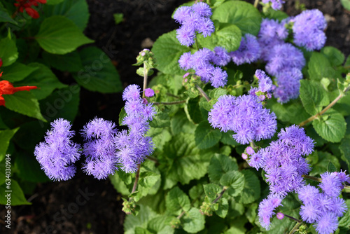 Purple flowers in the summer garden. Bush Ageratum conyzoides. Small ageratum flowers. photo