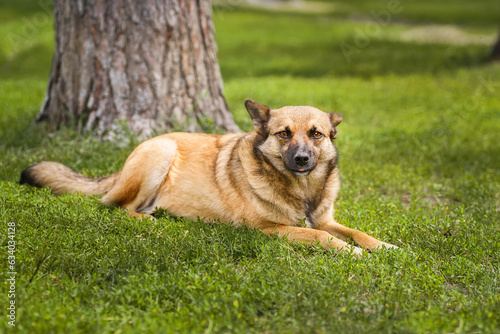 Mongrel dog of red color lies on its stomach on the grass, stretching its front paws forward. Spring...