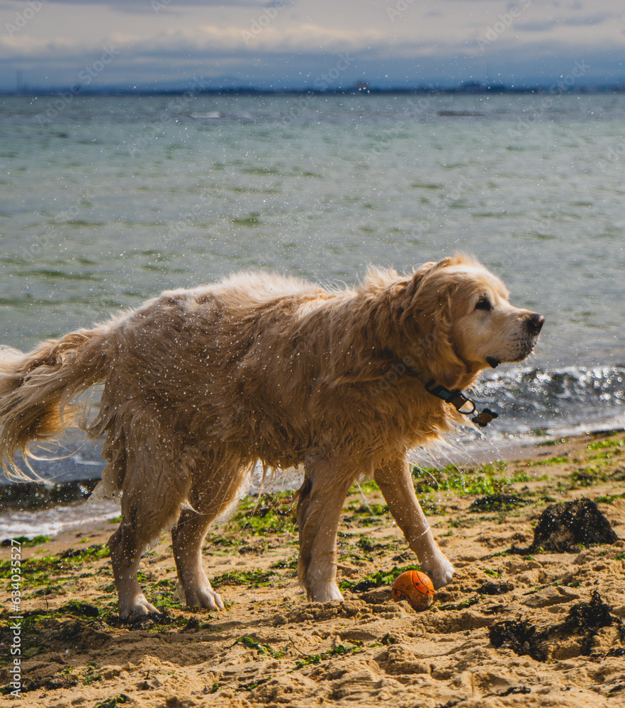 DOG MELBOURNE AUSTRALIA GOLDEN RETRIEVER BEACH DOG MELBOURNE AUSTRALIA GOLDEN RETRIEVER BEACH