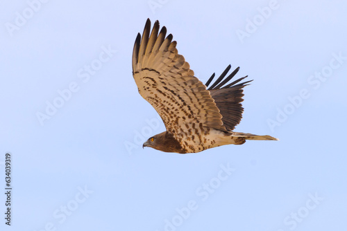 Short-toed snake eagle Circaetus gallicus in flight, blue sky natural background, portrait, closeup 