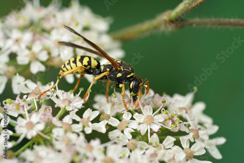 Closeup on a French yellow and black paperwasp, Polistes dominula feeding on a white flower photo