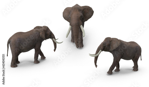 elephants on transparent background