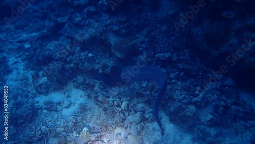 Moray Eel in the Red Sea photo