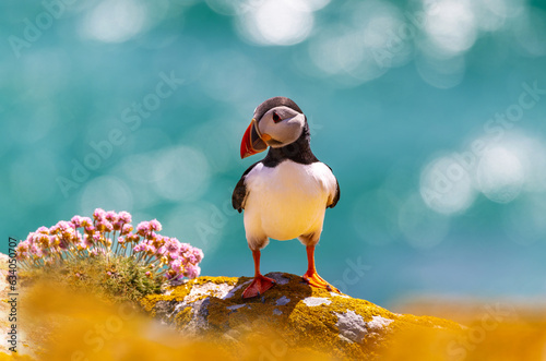 Foto Atlantic Puffin seabird standing on rock facing camera
