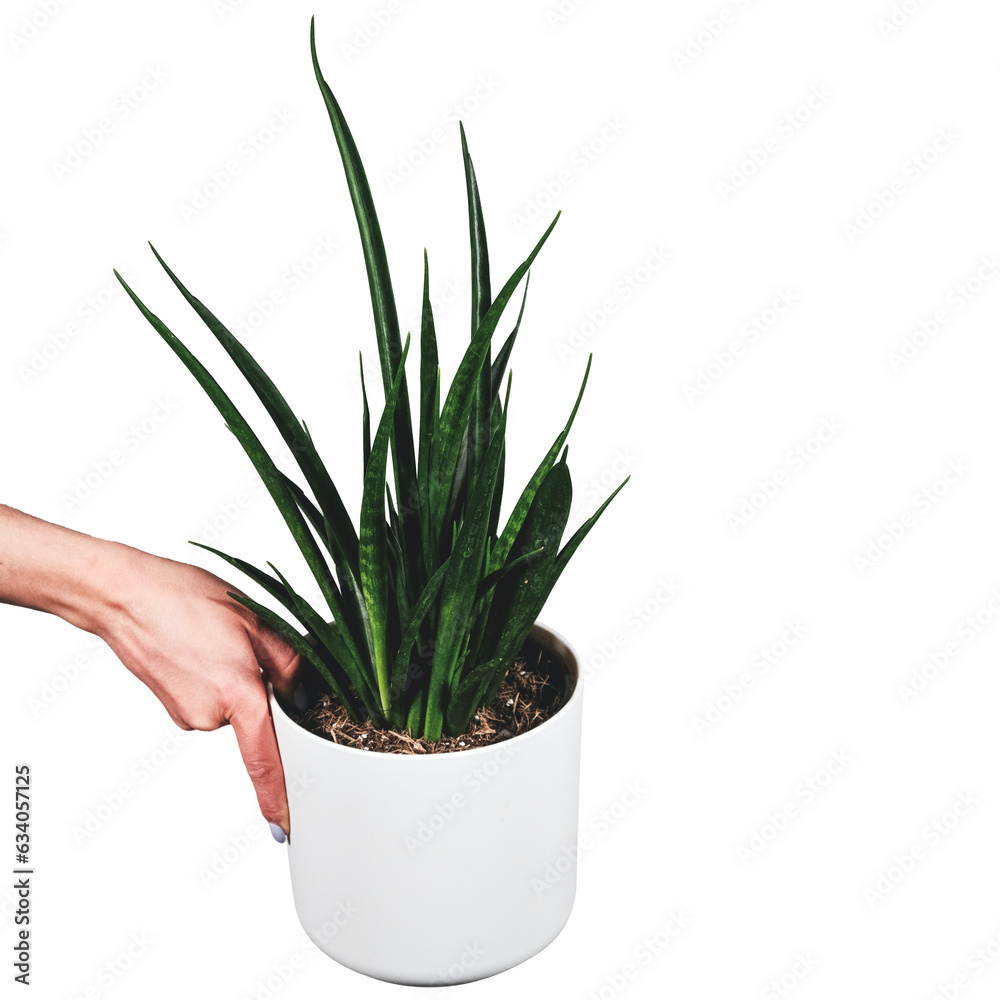 aloe vera plant in pot transparent background