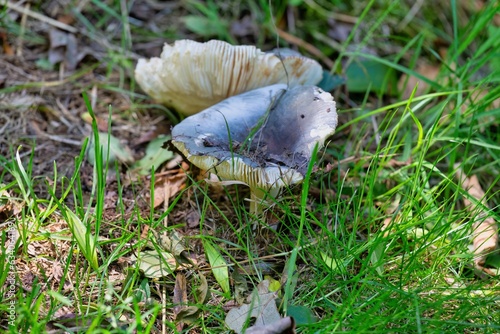 mushrooms among the green grass in Barmouth, UK