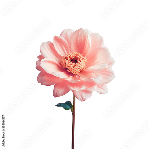 Isolated pink flower with transparent background