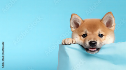 cute shiba inu doing blep with tongue on isolated blue background