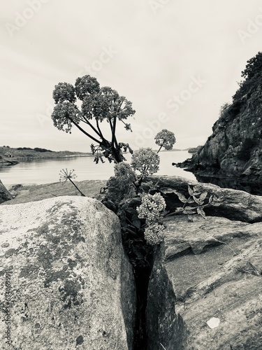 tree on the rock