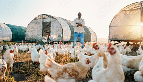 Chicken, farmer and portrait of black man doing agriculture on sustainable or organic poultry farm or field at sunrise. Animal, eggs and worker happy with outdoor livestock production by countryside photo