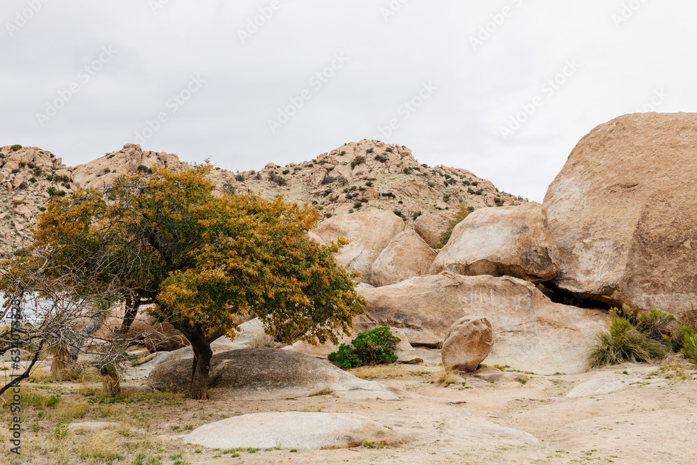 Huge orange stones lie near a tree on a cloudy day. Scenic view in Arizona, USA with large round rocks, trees and mountains in the background. 