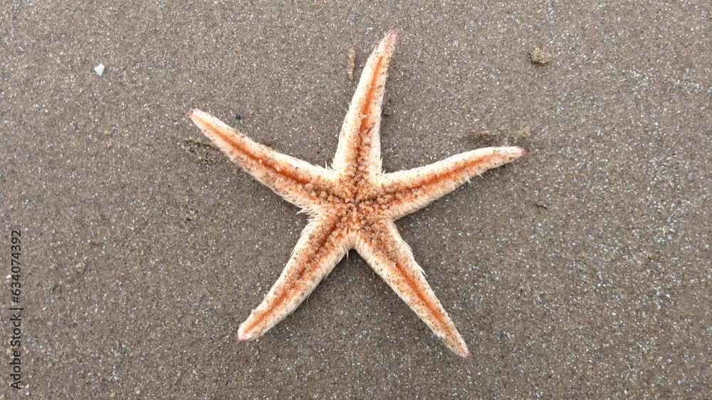 Starfish, Comb Sea Star (Astropecten polyacanthus) on the sand by the ocean Starfish, Comb Sea Star (Astropecten polyacanthus) on the sand by the ocean
