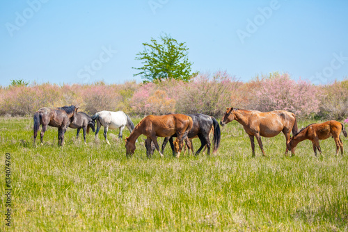 A herd of horses graze in the meadow in summer  eat grass  walk and frolic. Pregnant horses and foals  livestock breeding concept.