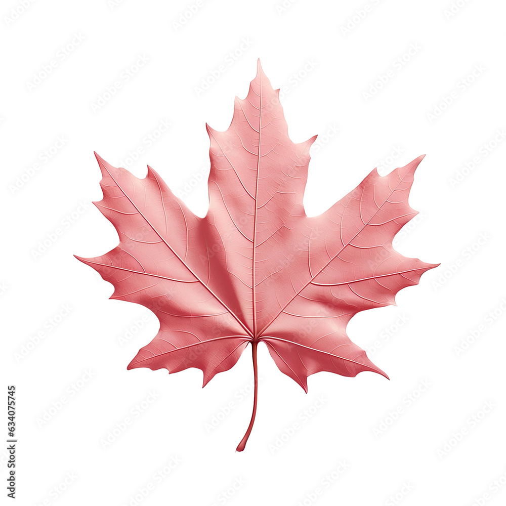 Obraz premium Maple tree leaf