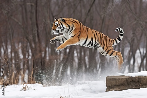 Tiger cub playing