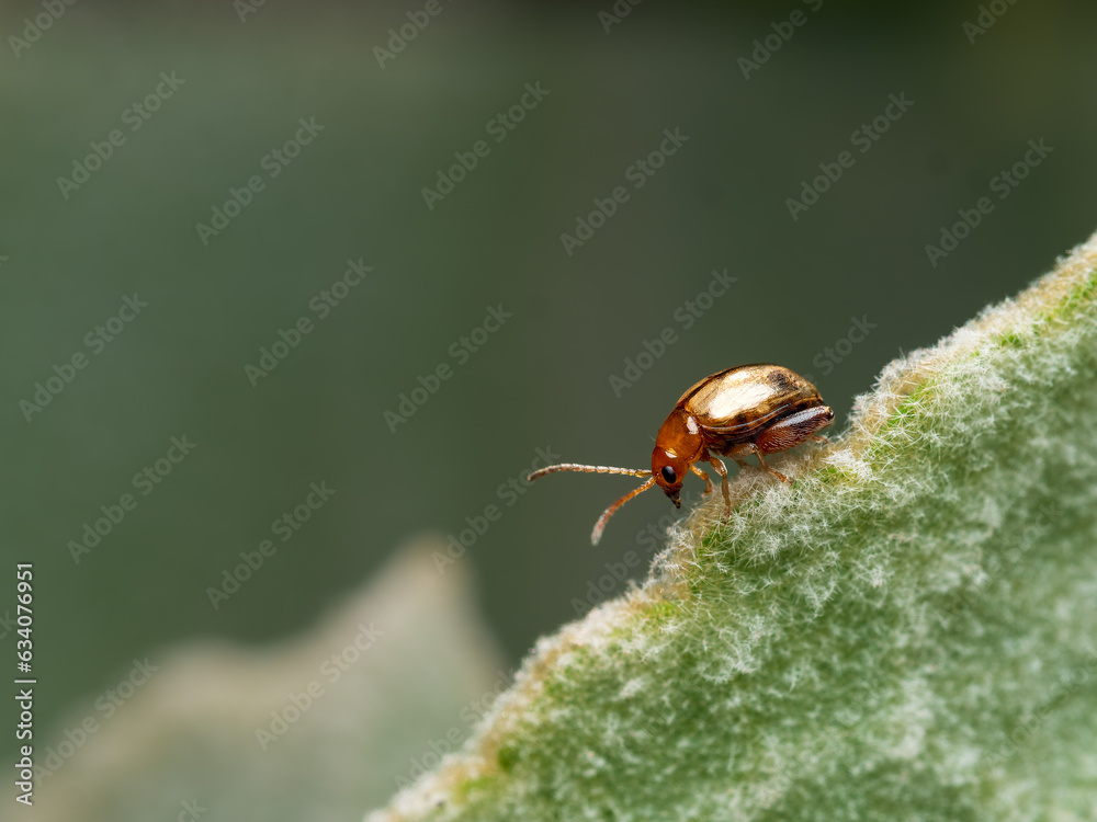 Aphthona Aphthona