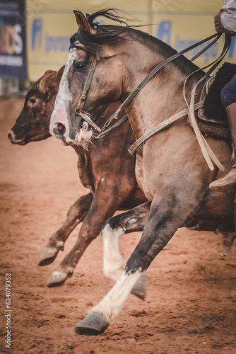 cavalos © Fagner Almeida
