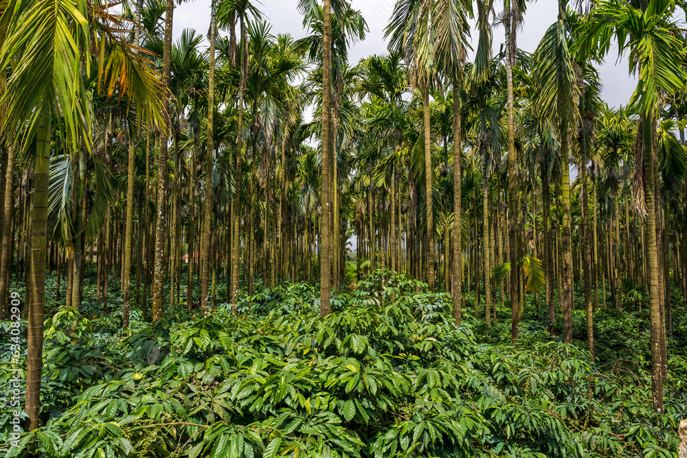 Areca nut trees with coffee plant plantation Areca nut trees with coffee plant plantation