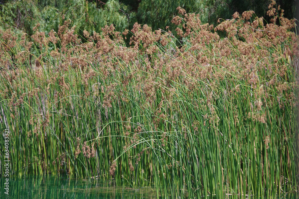 Fototapeta premium Lakeside water edge reed grass