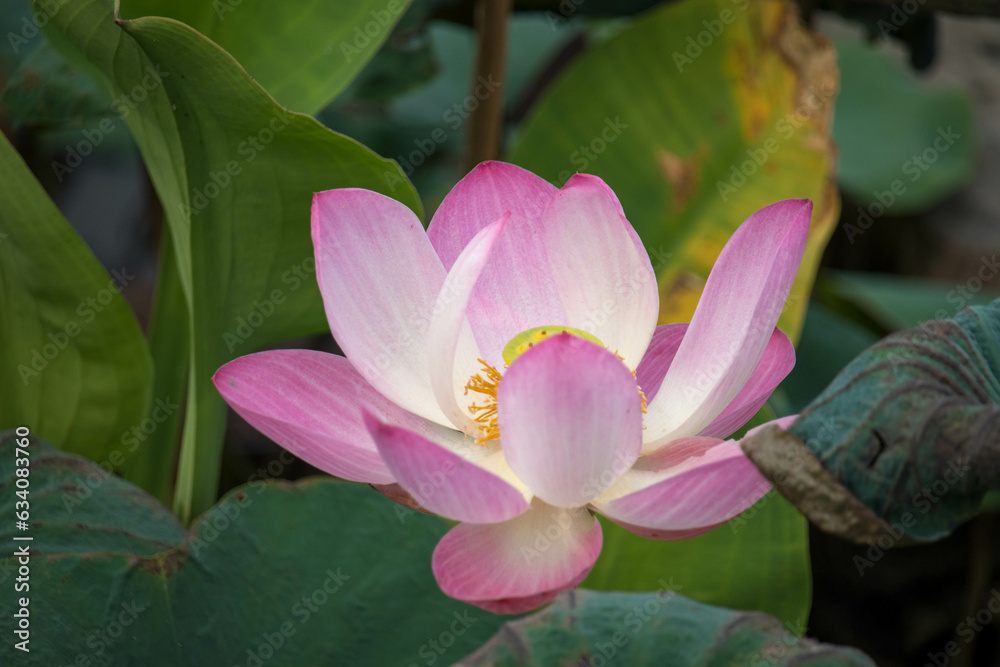 Purple water lilly on water background with leaves and it's bud.