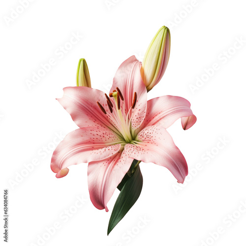 Beautiful Pink Lily flower isolated on a transparent background