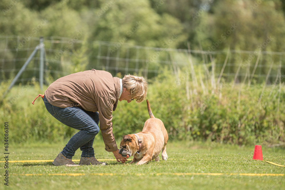 Fun and enjoy sport training with a attentive Continental bulldogg. Owner and dog in the park while working Fun and enjoy sport training with a attentive Continental bulldogg. Owner and dog in the park while working
