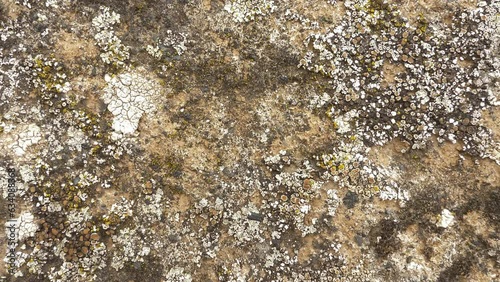 Lichen and stone moss, macro shot photo