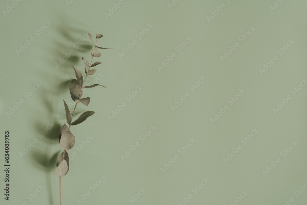 Sage green aesthetic background with copyspace Stock Photo | Adobe Stock