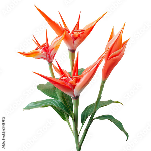 Parrots heliconia flowers Tropical flowers on transparent background photo