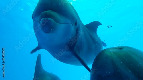 Slow motion - Two young curious Bottlenose Dolphins approaching camera and looking at lens. Extreme close-up of Bottlenose Dolphins swim in blue water