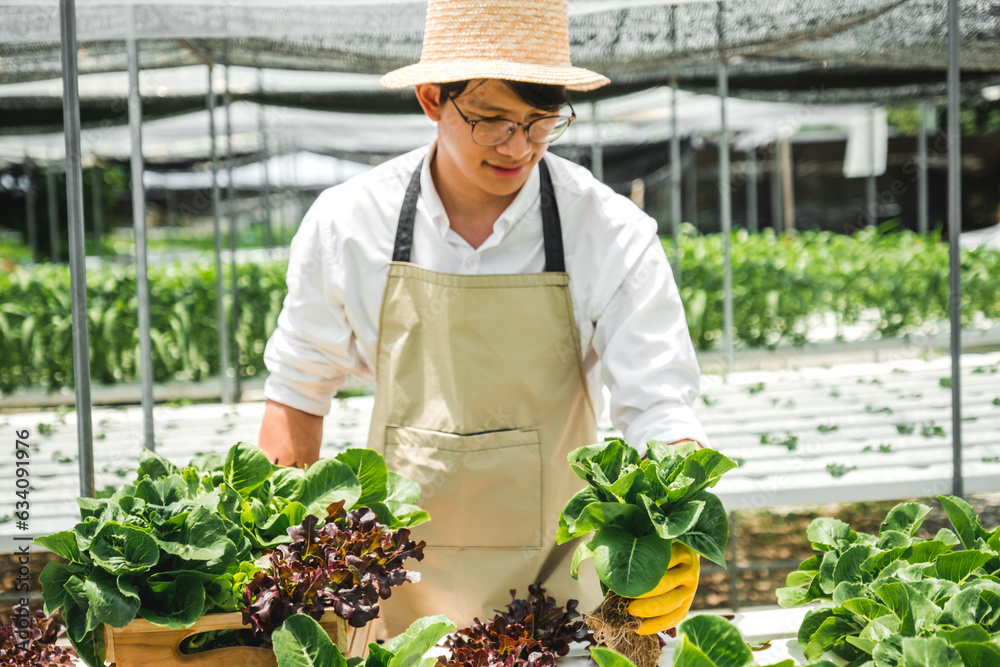 Obraz premium Happiness Asian Man gardener Working with freshness vegetable hydroponic greenhouse in hydroponic farm