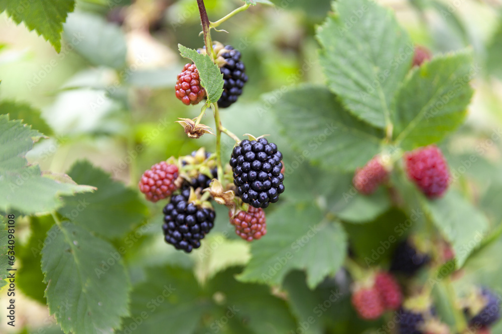 Group of ripe blackberries in orchard Group of ripe blackberries in orchard
