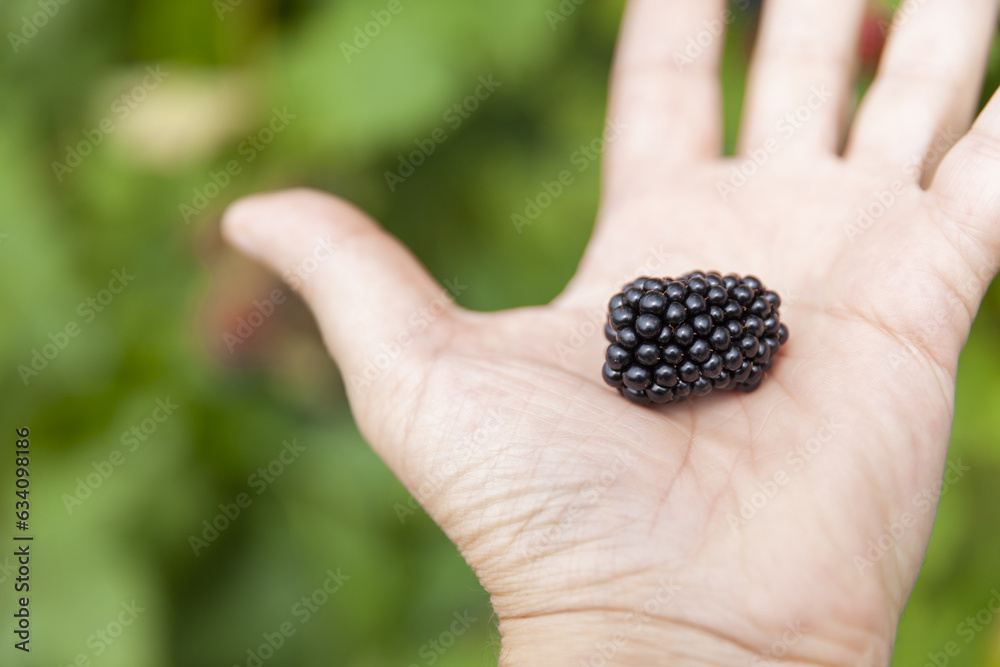 Group of ripe blackberries in orchard Group of ripe blackberries in orchard