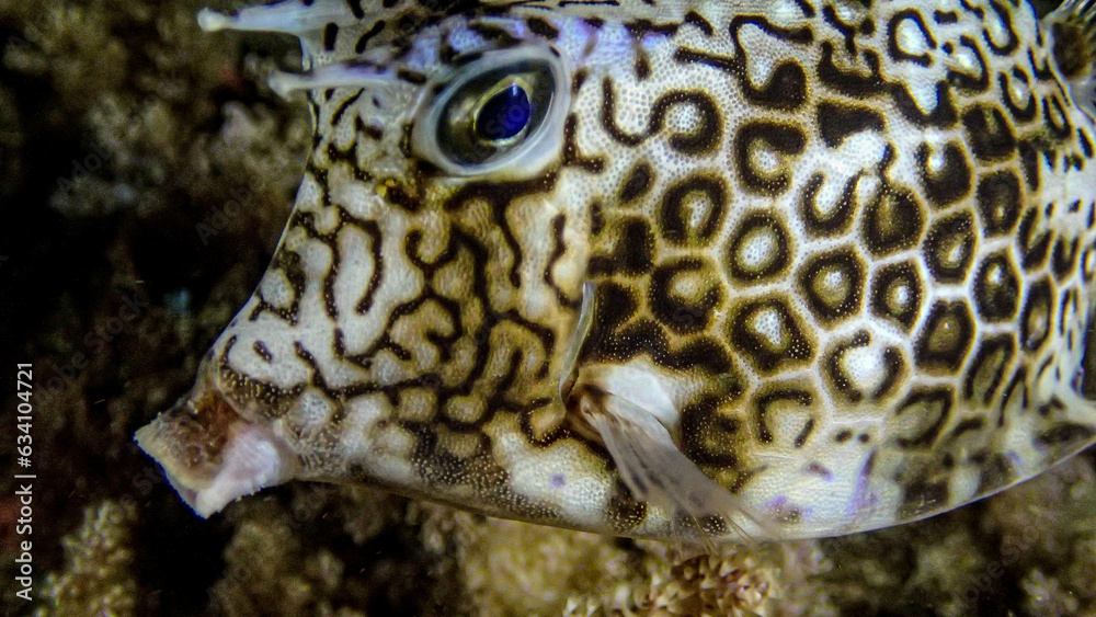 Boxfish Boxfish