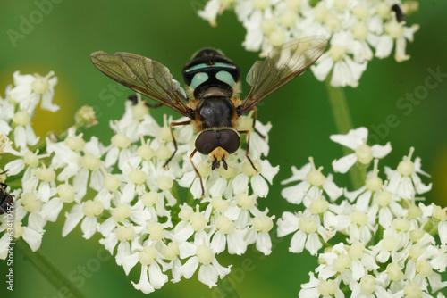 Closeup on the Triangular Lucent swafly, Didea alneti on a white Heracleum sphondylium flower photo