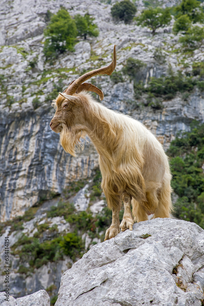 a white billy goat with long beard on a rock in front of a rock wall a white billy goat with long beard on a rock in front of a rock wall