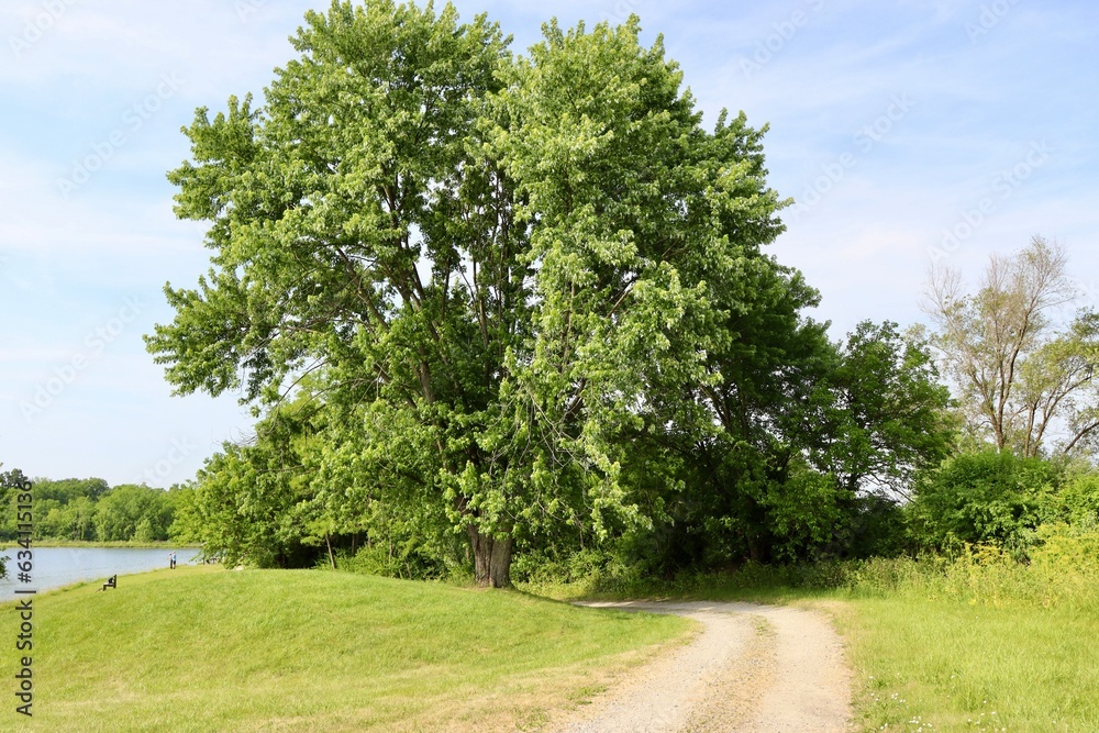 The summer tree on the empty country road. The summer tree on the empty country road.