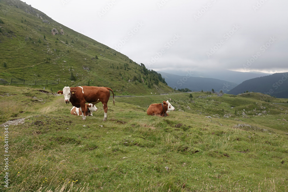 Classical panorama wide angle view on an Austrian cow with bell in a meadow in the Alps Mountains
