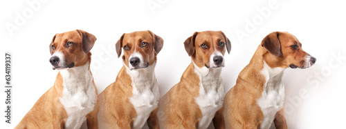 Head shots of dog in different angles looking at camera. Medium size brown puppy dog sitting in a row in multiple views. Serious or bored. Female Harrier mix dog. Selective focus. White background. © Petra Richli