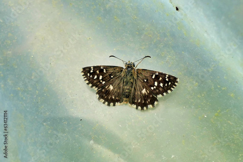 Grizzled Skipper (Pyrgus malvae) found inside a polytunnel in the Dordogne, France
 photo