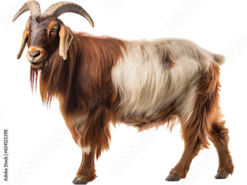 Majestic Boer Goat, no background