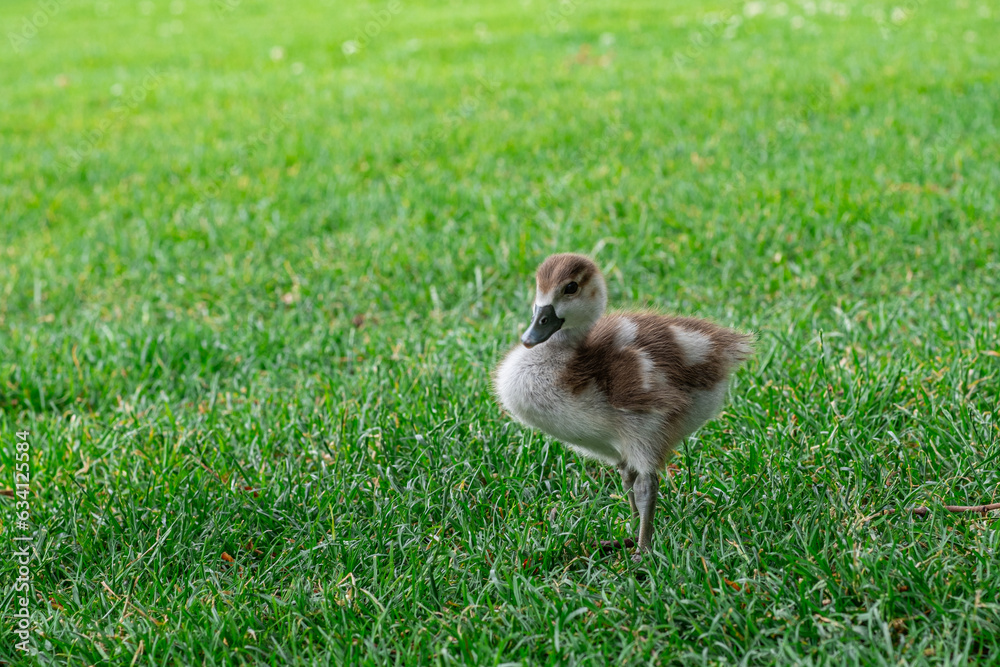 The Egyptian goose sits on green grass with little gosling. Alopochen aegyptiaca portrait. The Egyptian goose sits on green grass with little gosling. Alopochen aegyptiaca portrait.