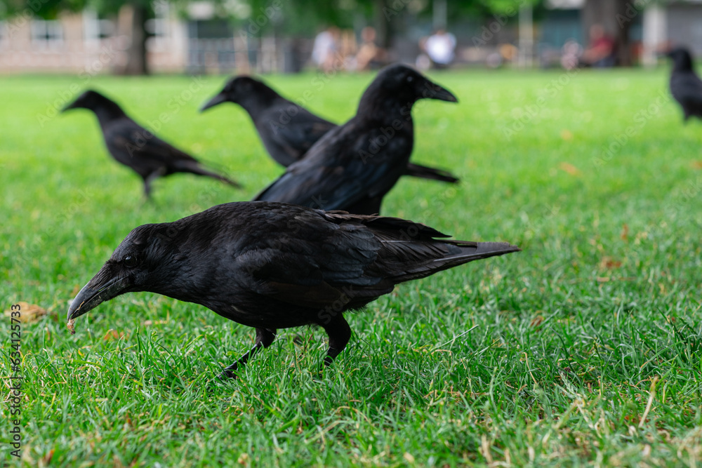 Obraz premium Black crowns walking on the green grass of lawn in the park. Many crowns. Black Corvus birds in grass.
