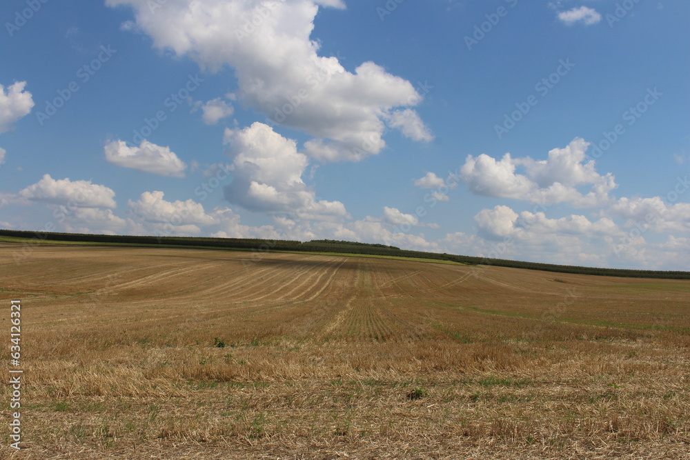A field of grass under a blue sky