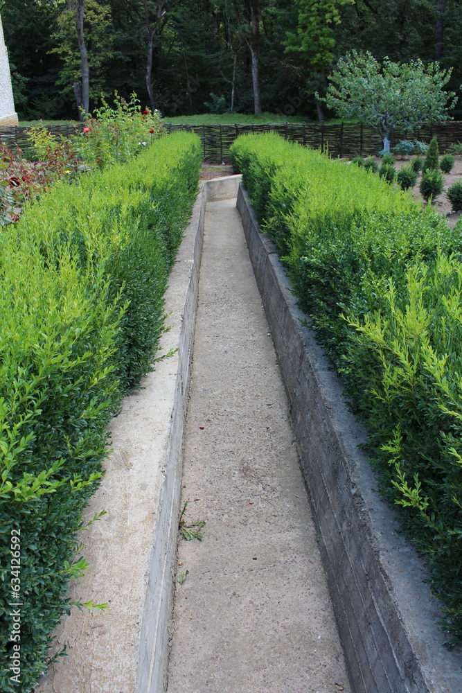 A long narrow path between bushes A long narrow path between bushes