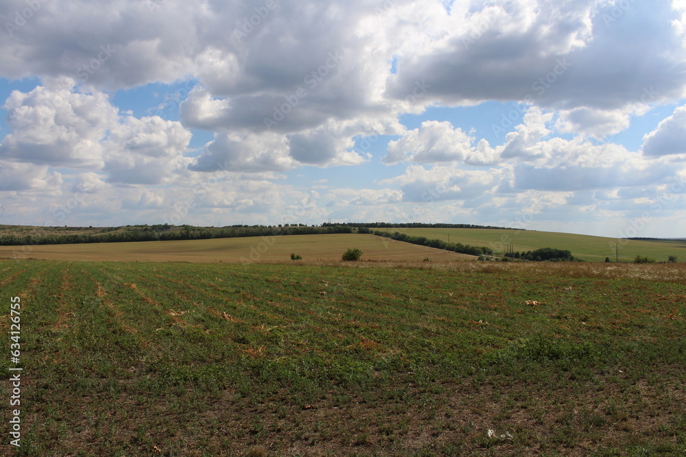Obraz premium A field of grass and trees
